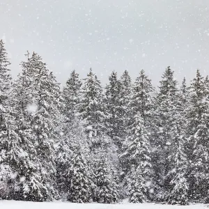 Winter Forest Print, Mondseeland, Upper Austria