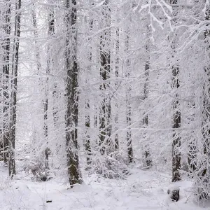 Winter forest, snowy landscape Winter forest, snowy landscape