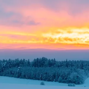 Winter forest, spruce (Picea), pine (Pinaceae)