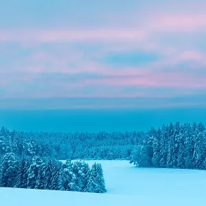 Winter forest, spruce (Picea), pine (Pinaceae)