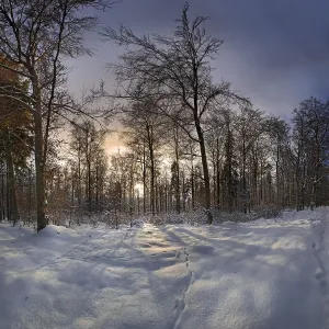 Winter forest at sunset, Eichstaett Winter forest at sunset, Eichstaett