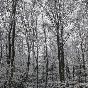 Winter forest with tall, snow-covered trees in a grey atmosphere