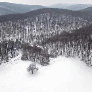 Winter Forest Top View Print - Snowy Aerial Scene Winter Forest Top View Print - Snowy Aerial Scene