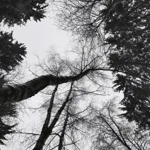 Winter forest viewed upwards with bare branches Winter forest viewed upwards with bare branches
