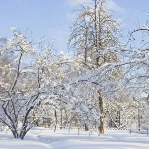 Winter in garden, trees in snow on blue sky in sunny day Moscow
