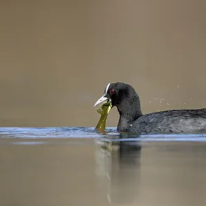 In winter, green algae are an important food source for the coot (Fulica atra)