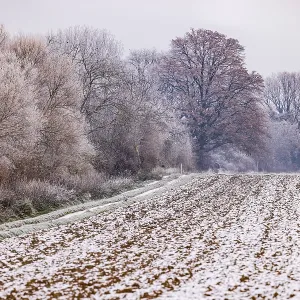 Winter impression on the edge of field with iced trees and colors in soft winter pastel colors Winter impression on the edge of field with iced trees and colors in soft winter pastel colors