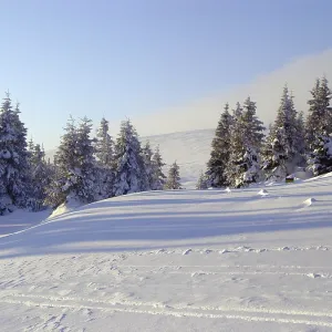 Winter landscape