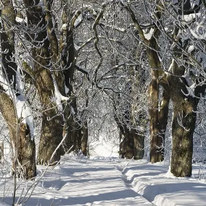 Winter landscape, alley, snow, Upper Bavaria