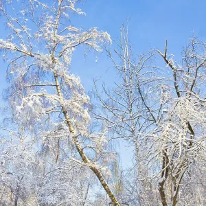 Winter landscape, big birch tree and other trees with branches covered by white snow on blue sky