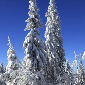 Winter landscape in the Fichtelgebirge Winter landscape in the Fichtelgebirge