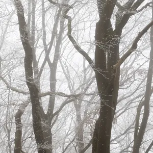 Winter landscape with foggy forest of bare trees Winter landscape with foggy forest of bare trees