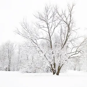 Winter landscape, forest behind and big tree in front with branches covered with snow