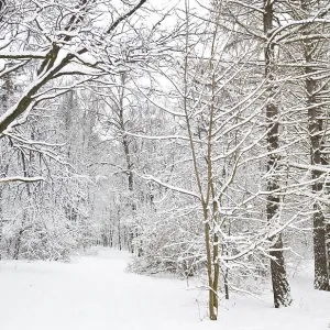 Winter landscape with forest in snow