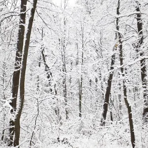 Winter landscape with forest in snow