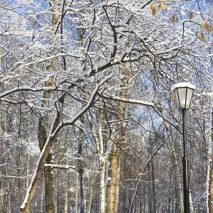Winter landscape, forest in snow in park and street light in summy day