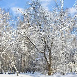 Winter landscape, forest in snow in sunny day on blue sky