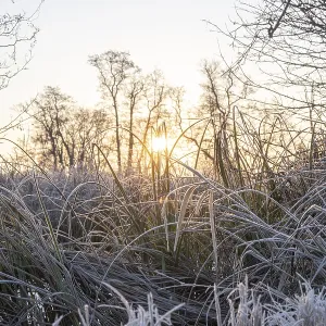 Winter landscape in frost at sunrise
