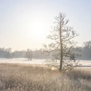 Winter landscape in frost at sunrise