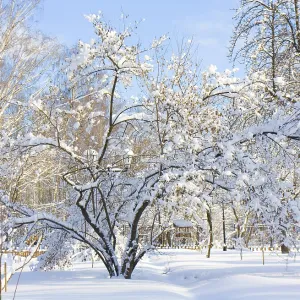 Winter landscape, garden with trees in snow