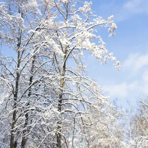 Winter landscape, high trees in snow on blue sky in sunny day in forest