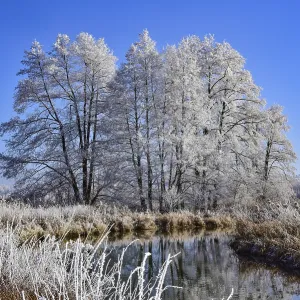 Winter landscape in hoarfrost with trees and river in the Augsburg Western Forests nature park Park Winter landscape in hoarfrost with trees and river in the Augsburg Western Forests nature park Park