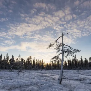 Winter landscape, Muddus National Park