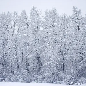Winter Landscape near Haines in Alaska