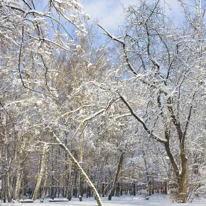 Winter landscape, park with big trees with branches in snow in sunny day with blue sky