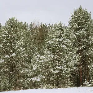 Paisaje invernal: bosque de pino después de una nevada.