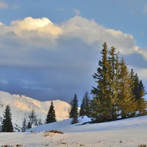 Winter landscape, snow-covered mountains with spruce trees Winter landscape, snow-covered mountains with spruce trees