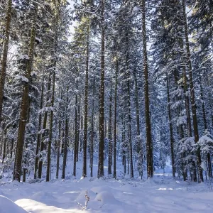 Winter landscape, snow-covered spruce forest Winter landscape, snow-covered spruce forest