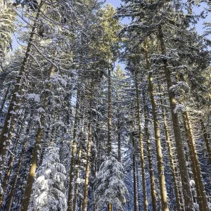 Winter landscape, snow-covered spruce forest Winter landscape, snow-covered spruce forest