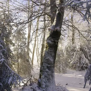 Winter landscape, snow, lighting atmosphere