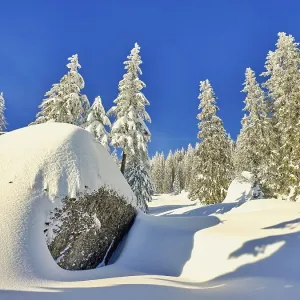 Winter Landscape, Snowy Forest Winter Landscape, Snowy Forest