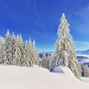 Winter Landscape, Snowy Forest Winter Landscape, Snowy Forest