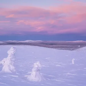 Winter landscape with snowy trees at dusk