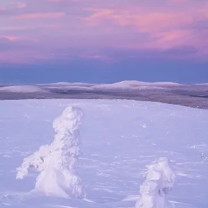Winter landscape with snowy trees at dusk