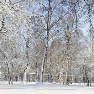 Winter landscape, trees covered with snow in park in sunny day