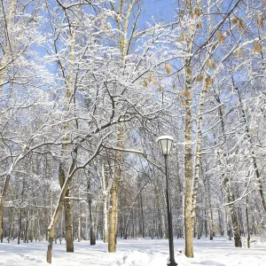 Winter landscape, trees in park with branches in snow in sunny day on blue sky and street light