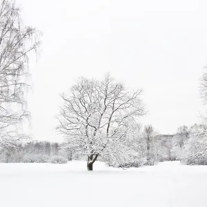Winter landscape, two trees in snow big and small