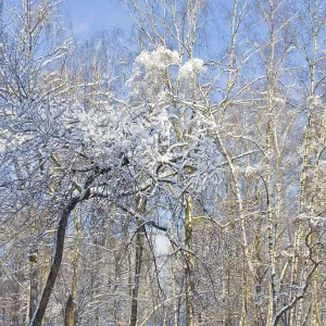 Winter landscape, trees in snow on blue sky