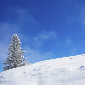 Winter landscape at the Zwoelferhorn with deep snow-covered conifer