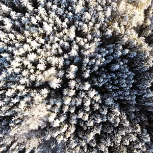 Winter, snow, forest, trees, drone