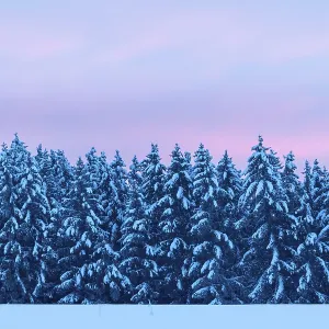 Winter spruce (Picea) (Pinaceae) forest