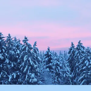 Winter spruce (Picea) (Pinaceae) forest Winter spruce (Picea) (Pinaceae) forest