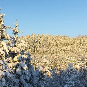 Winter spruce (Picea) (Pinaceae) forest