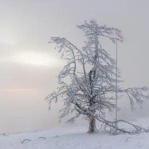 Winter sunset on the mountain with hoarfrost on the trees and fog Winter sunset on the mountain with hoarfrost on the trees and fog