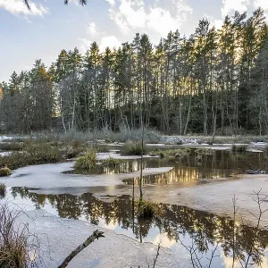Winterladscape of a swamp with ice