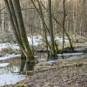 Winterladscape of a swamp with ice